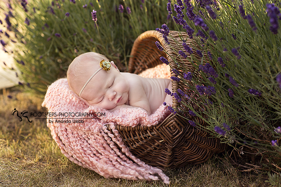 lavender field newborn