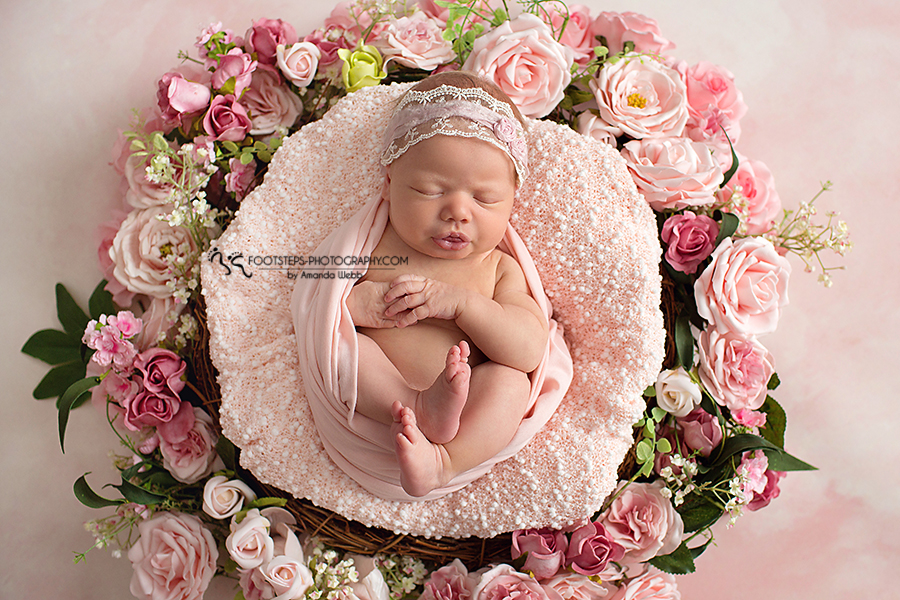 pink roses dakota vacaville newborn